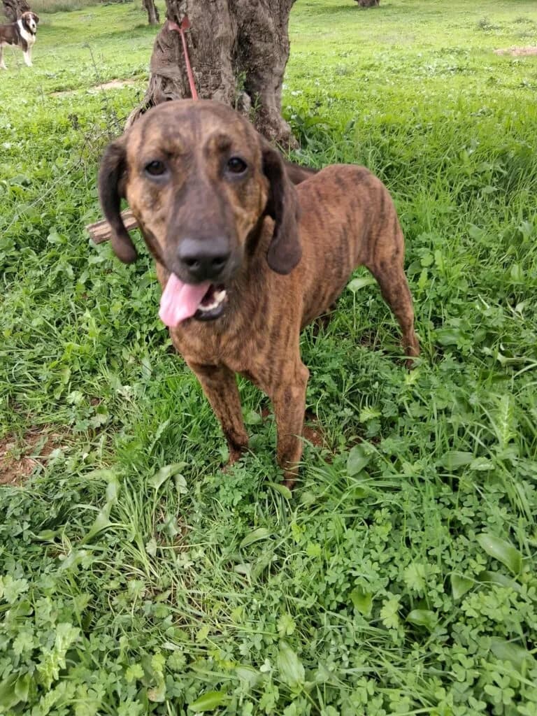 Jack, male 4yo Mixed Breed for adoption at DASH Dogs, Greece