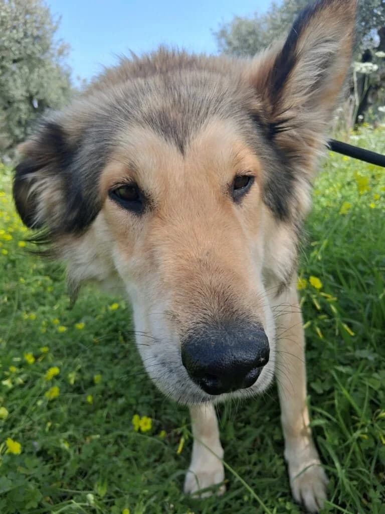 Lubo, male puppy Mixed Breed for adoption at DASH Dogs, Greece