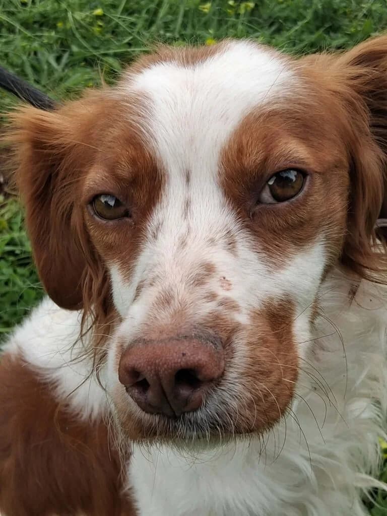 Finn, male Mixed Breed for adoption at DASH Dogs, Greece