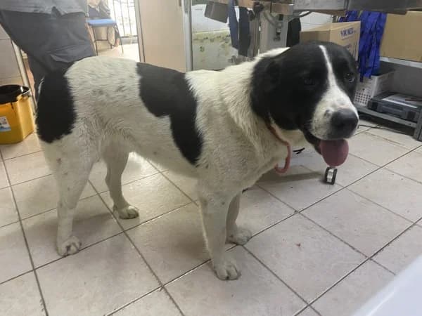 ZEF2143 (ΖΕΦ2143), inherit  Mixed Breed for adoption at DIKEPAZ (Intermunicipal Animal Care Center)