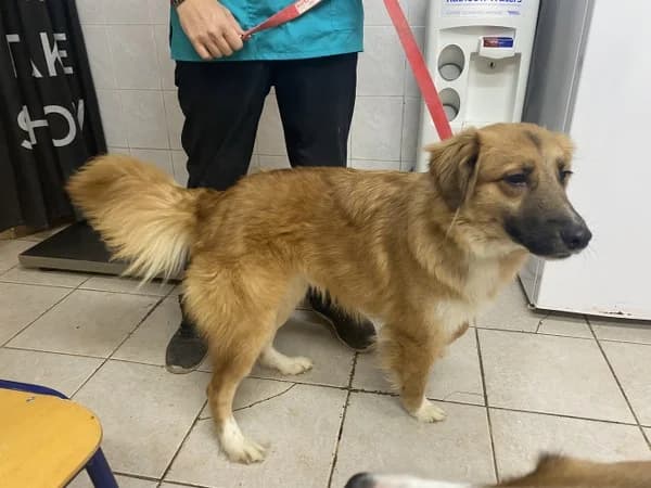 ATh3032 (ΑΘ3032), inherit  Mixed Breed for adoption at DIKEPAZ (Intermunicipal Animal Care Center)