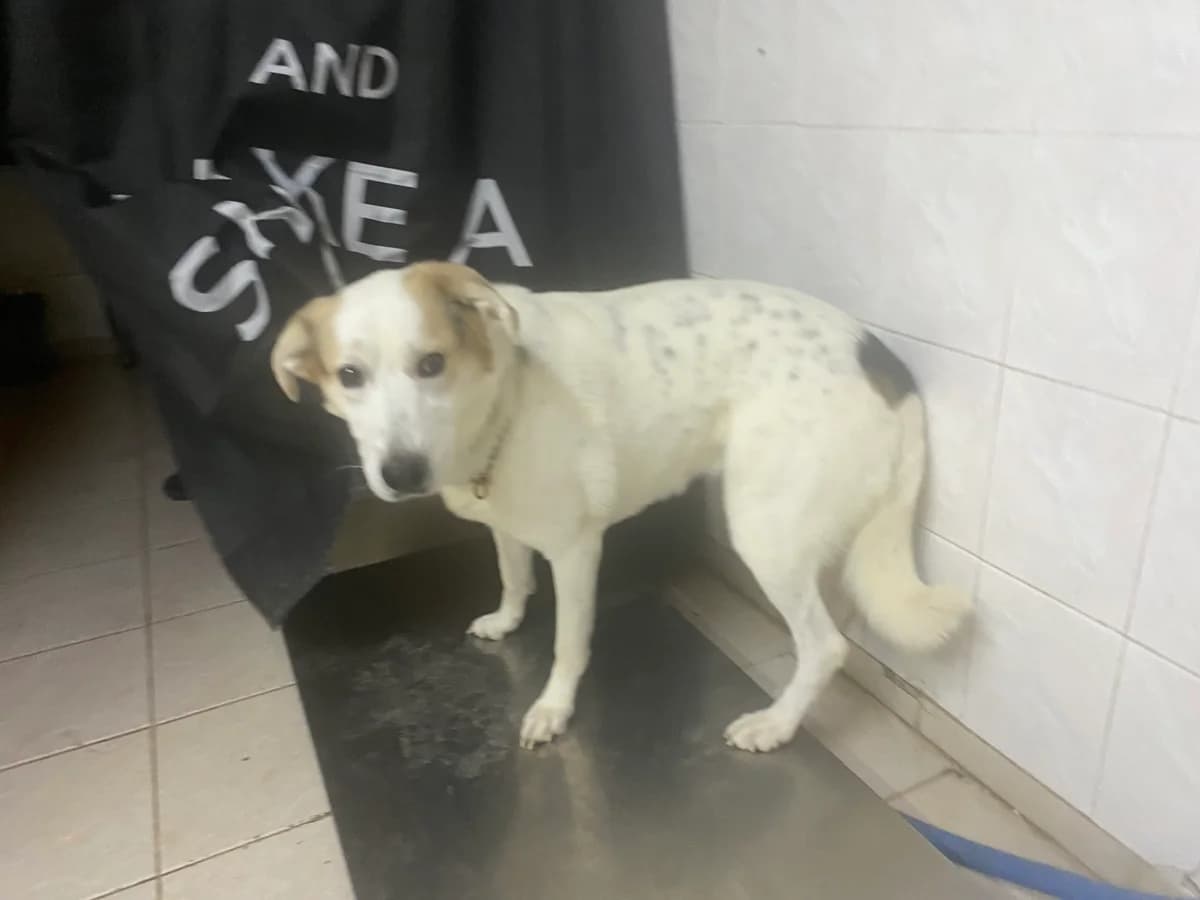 K2066 (Κ2066), inherit  Mixed Breed for adoption at DIKEPAZ (Intermunicipal Animal Care Center)