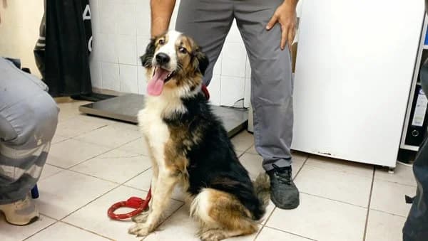 ATh3667 (ΑΘ3667), inherit  Mixed Breed for adoption at DIKEPAZ (Intermunicipal Animal Care Center)