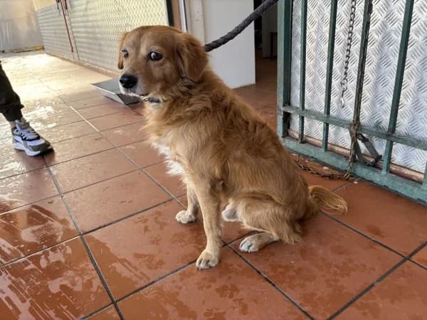 ZEF2327 (ΖΕΦ2327), inherit  Mixed Breed for adoption at DIKEPAZ (Intermunicipal Animal Care Center)