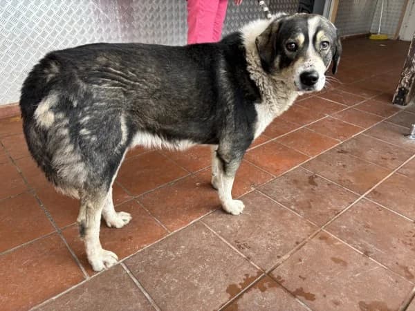 AG.AN1021 (ΑΓ.ΑΝ1021), inherit  Mixed Breed for adoption at DIKEPAZ (Intermunicipal Animal Care Center)