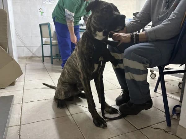 AChARN4171 (ΑΧΑΡΝ4171), inherit  Mixed Breed for adoption at DIKEPAZ (Intermunicipal Animal Care Center)