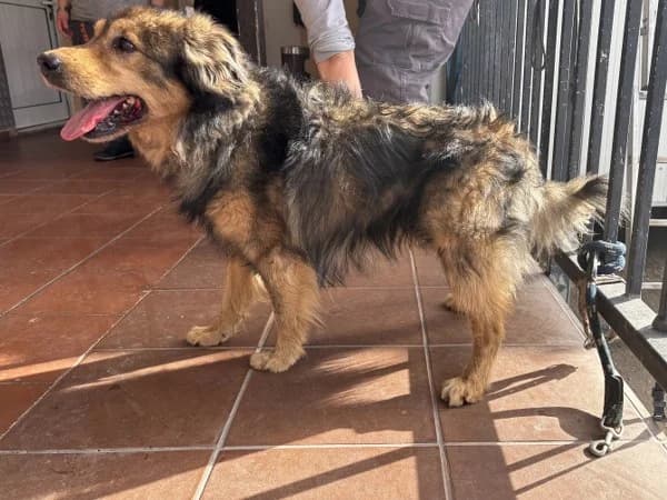 AChARN4180 (ΑΧΑΡΝ4180), inherit  Mixed Breed for adoption at DIKEPAZ (Intermunicipal Animal Care Center)