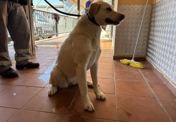 LAYR607 (ΛΑΥΡ607), inherit  Mixed Breed for adoption at DIKEPAZ (Intermunicipal Animal Care Center)