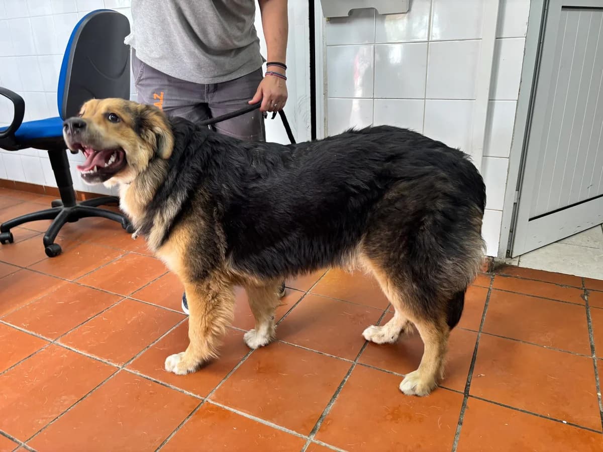 ATh3824 (ΑΘ3824), inherit  Mixed Breed for adoption at DIKEPAZ (Intermunicipal Animal Care Center)