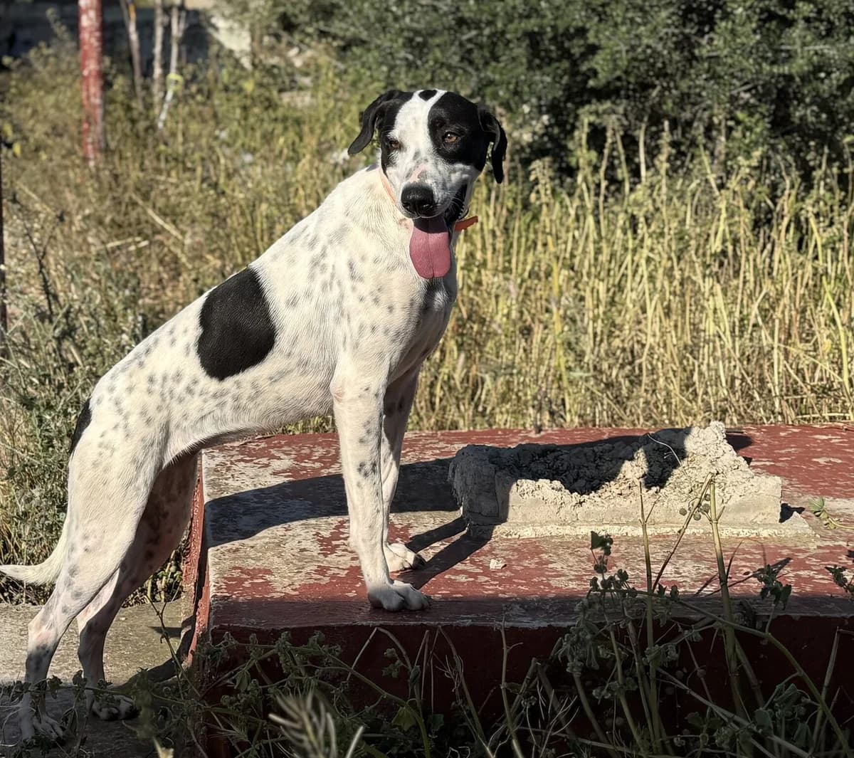 VIKTORIA (ΒΙΚΤΩΡΙΑ), female Mixed Breed for adoption at Dogs Voice, Athens photo 2