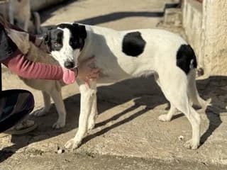MELANI (ΜΕΛΑΝΙ), female Mixed Breed for adoption at Athens