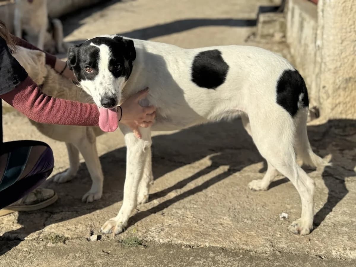 MELANI (ΜΕΛΑΝΙ), female Mixed Breed for adoption at Dogs Voice, Athens photo 2