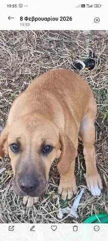 Tzina prosorina (Τζίνα προσωρινά), female Mixed Breed for adoption at Athens