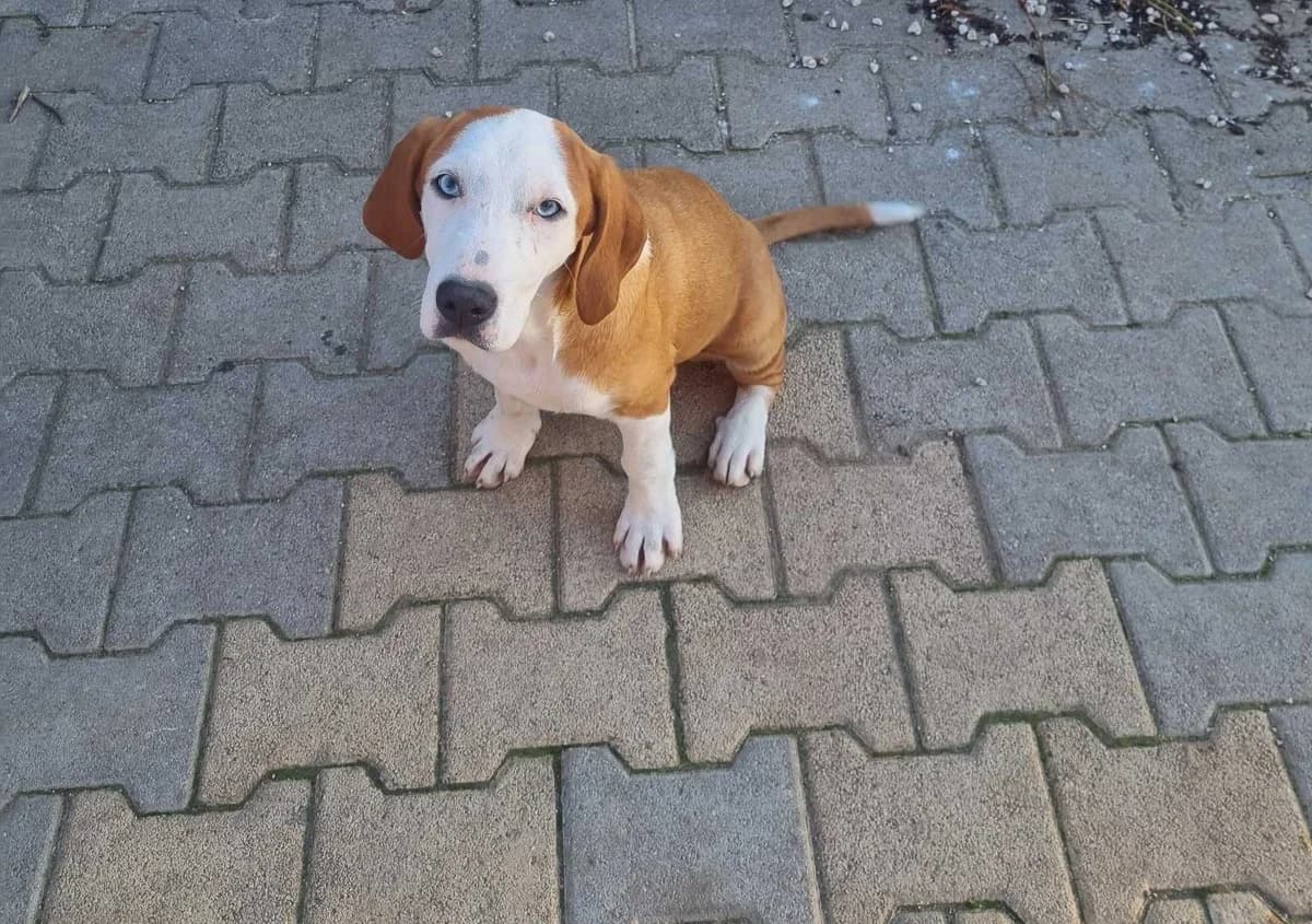 Zizel (Ζιζέλ), female Mixed Breed for adoption at Dogs Voice, Athens photo 2