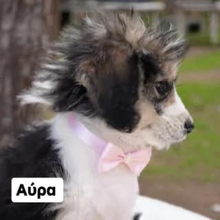 Ayra (Αύρα), female Mixed Breed for adoption at Athens