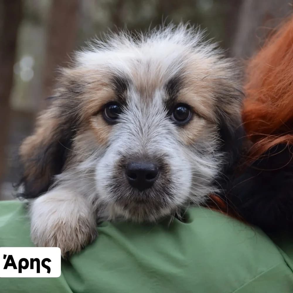 Άris (Άρης), male Mixed Breed for adoption at Dogs Voice, Athens photo 3