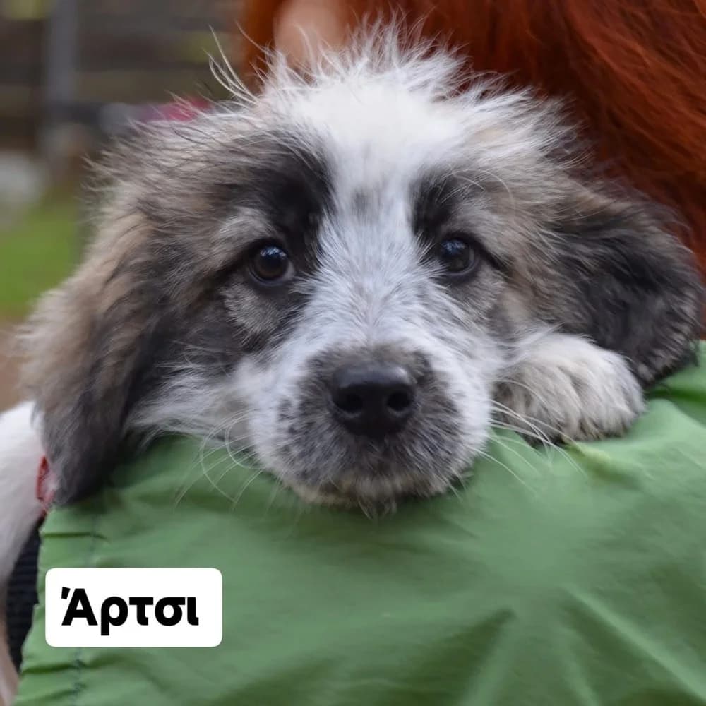 Άrtsi (Άρτσι), male Mixed Breed for adoption at Dogs Voice, Athens photo 3