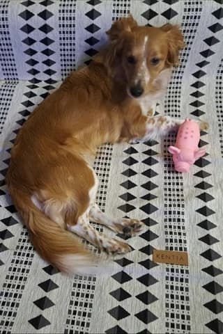 Foivi (Φοιβη), female Mixed Breed for adoption at Athens