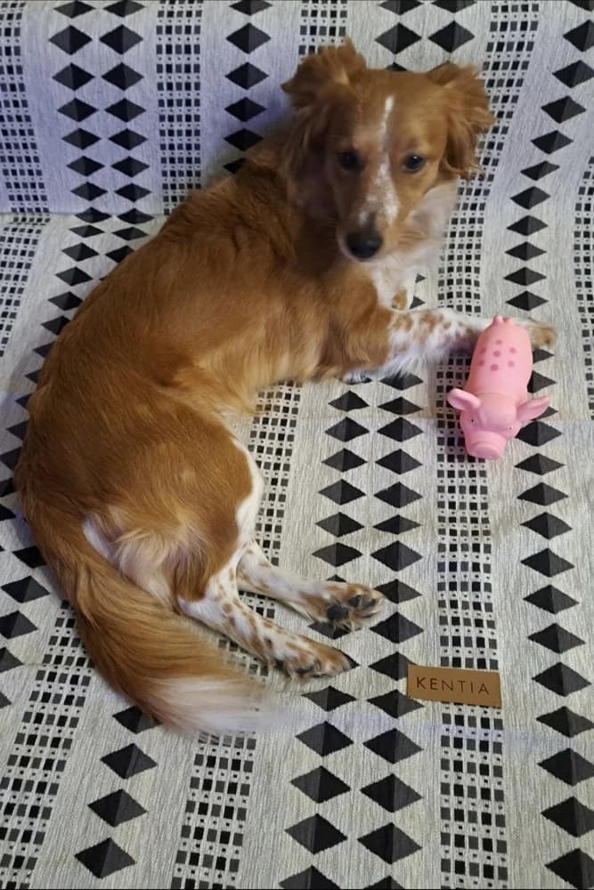 Foivi (Φοιβη), female Mixed Breed for adoption at Dogs Voice, Athens photo 3