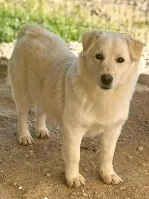 Bailey!, male Mixed Breed for adoption at Dogs Voice, Athens photo 3