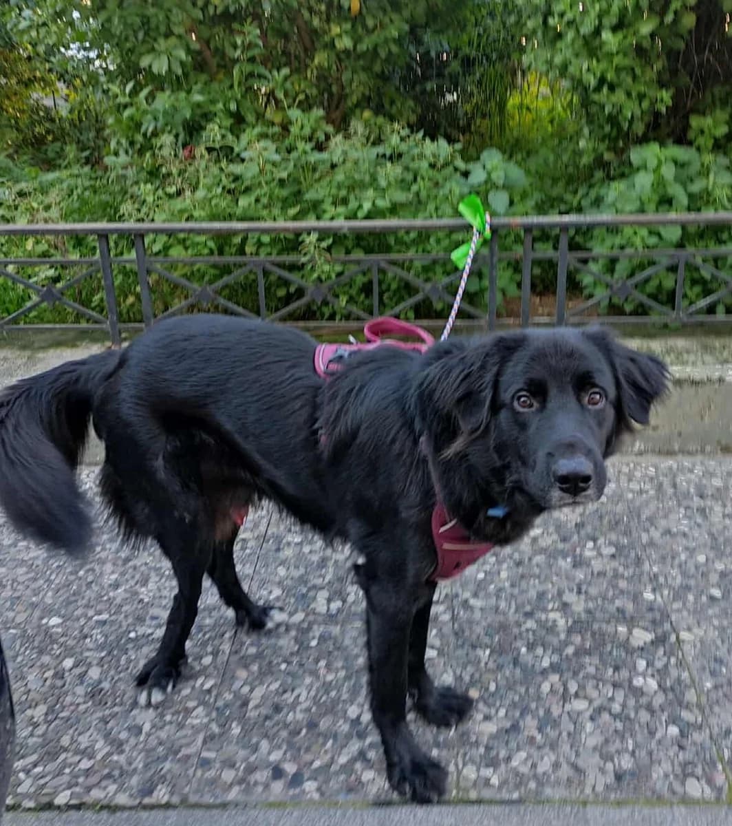 Ίkaros (Ίκαρος), male Mixed Breed for adoption at Dogs Voice, Athens photo 2