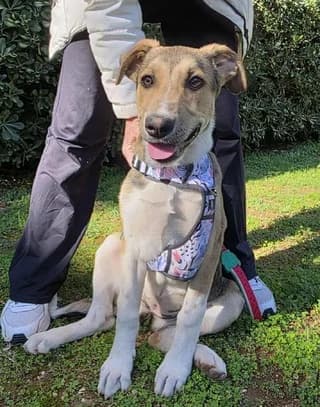 Άspa (Άσπα), female Mixed Breed for adoption at Athens