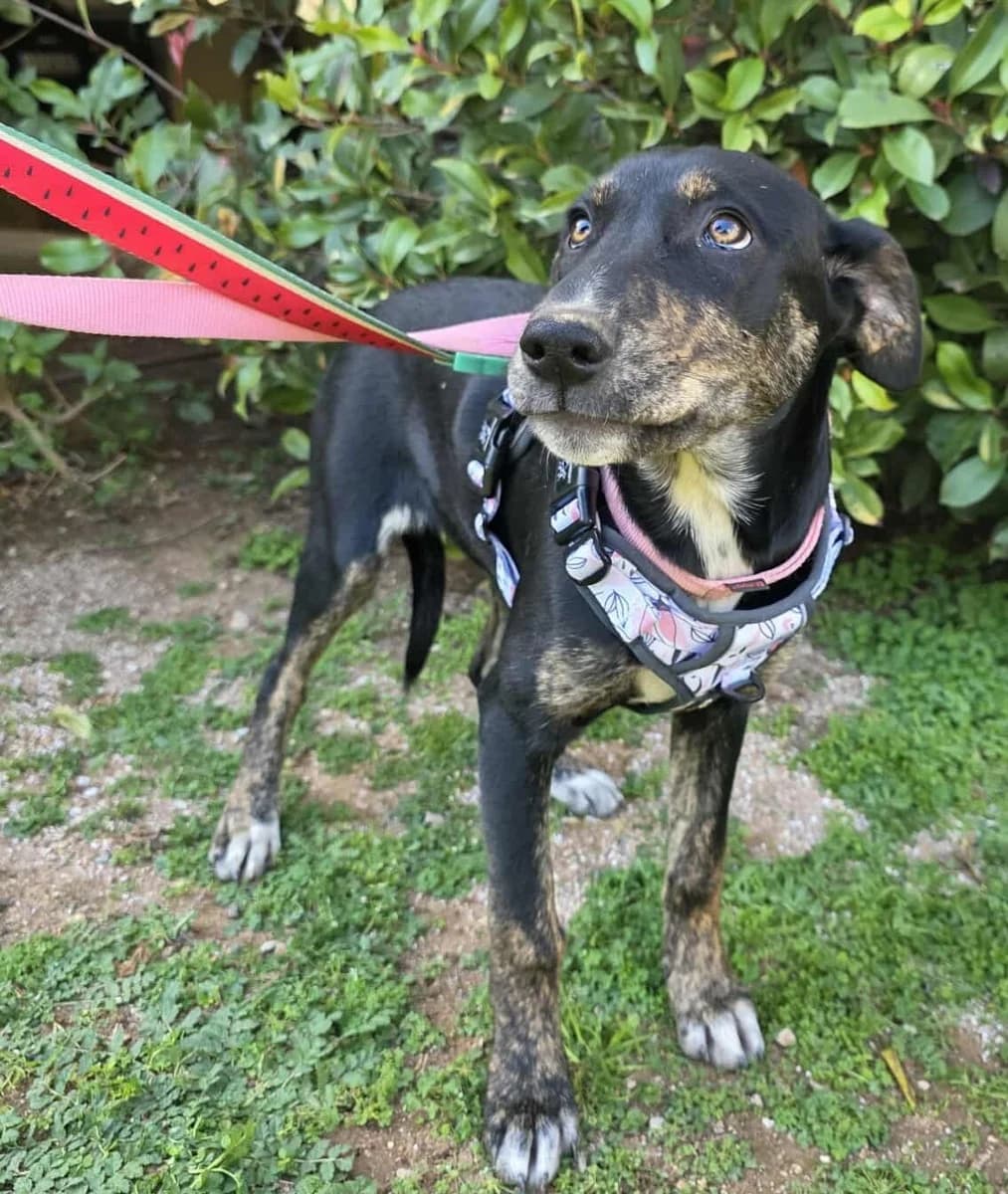 Arla, female Mixed Breed for adoption at Dogs Voice, Athens photo 2