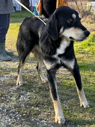 Rover!, male Mixed Breed for adoption at Athens