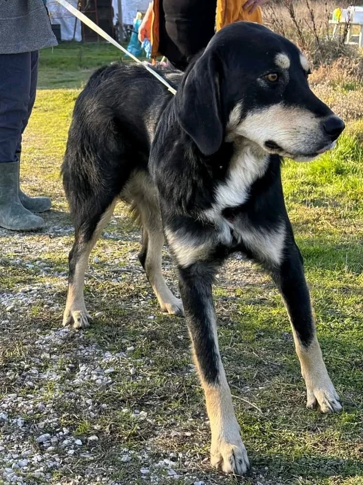 Rover!, male Mixed Breed for adoption at Dogs Voice, Athens photo 3