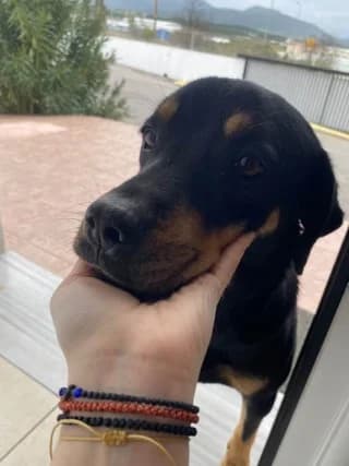 Tompi (Τομπι), male Mixed Breed for adoption at Athens