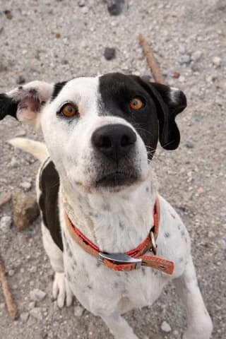 ChAROYLA (ΧΑΡΟΥΛΑ), female Mixed Breed for adoption at Athens