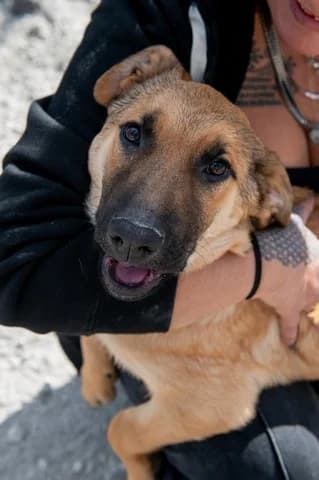 PIKA (ΠΙΚΑ), female Mixed Breed for adoption at Athens