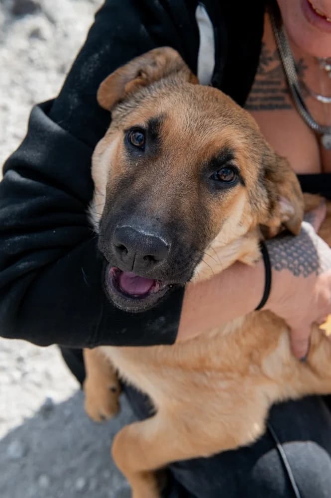 PIKA (ΠΙΚΑ), female Mixed Breed for adoption at Dogs Voice, Athens photo 3