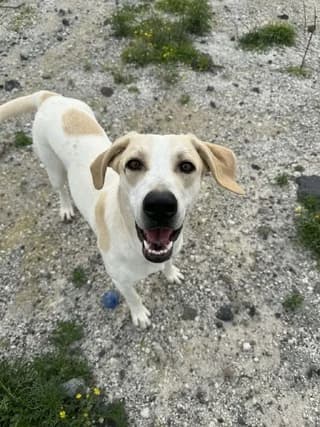 ANTEL (ΑΝΤΕΛ), female Mixed Breed for adoption at Athens