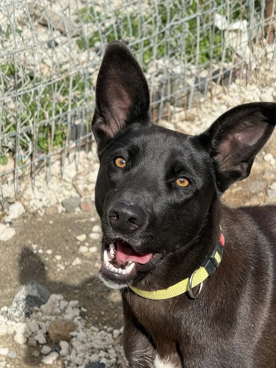 NATALI (ΝΑΤΑΛΙ), female Mixed Breed for adoption at Dogs Voice, Athens photo 2