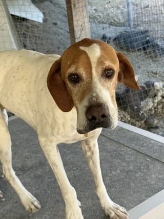 MARINA (ΜΑΡΙΝΑ), female Mixed Breed for adoption at Athens