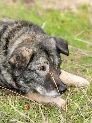 Molly!, female Mixed Breed for adoption at Athens