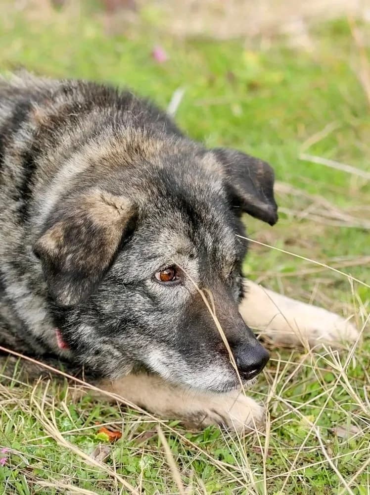 Molly!, female Mixed Breed for adoption at Dogs Voice, Athens photo 3