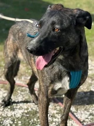 Arlo!, male Mixed Breed for adoption at Athens