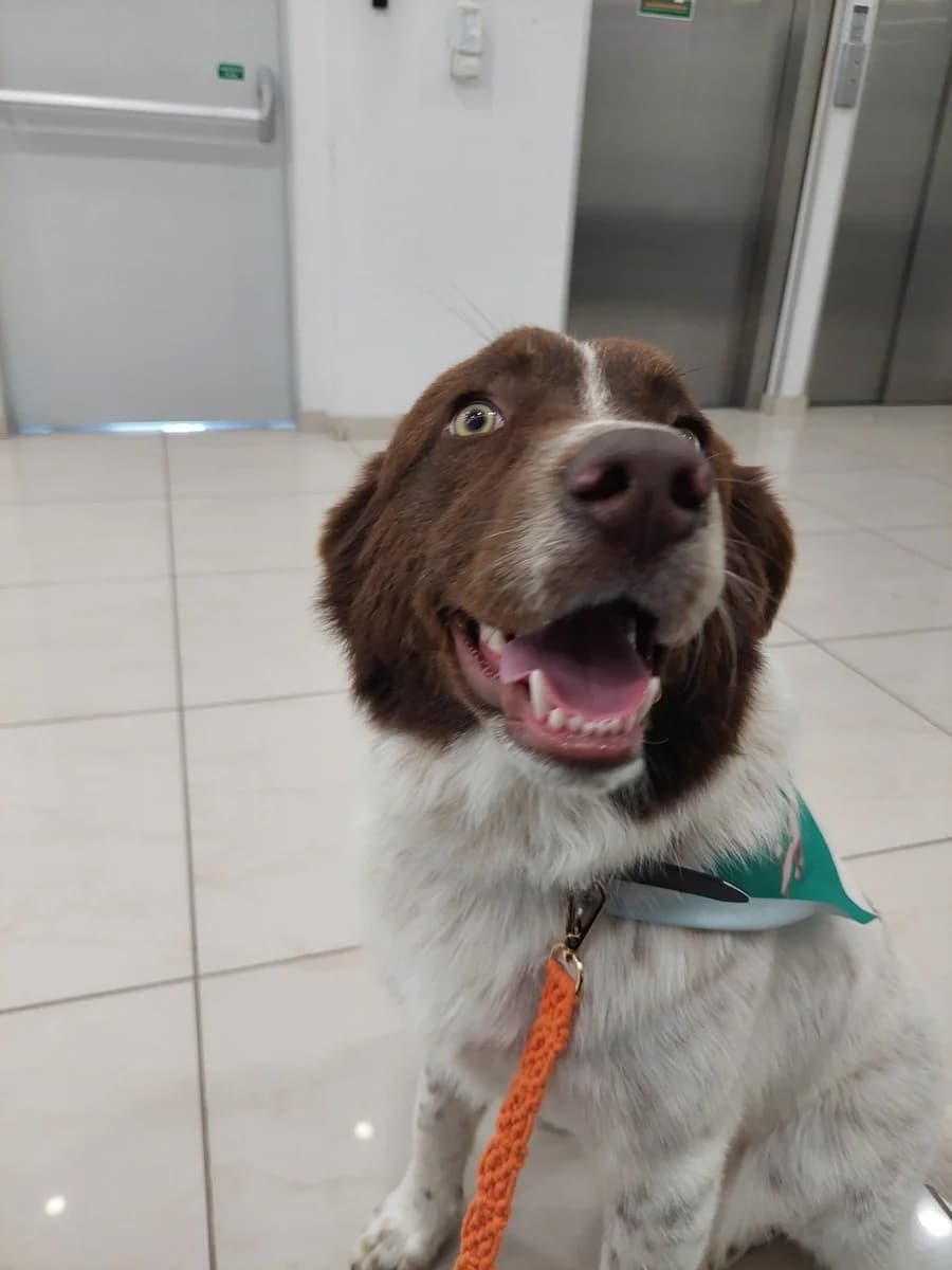 ARIS (ΑΡΗΣ), male Mixed Breed for adoption at Dogs Voice, Athens photo 2