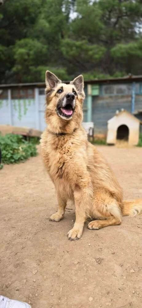 Simba, female Mixed Breed for adoption at Dogs Voice, Athens photo 3