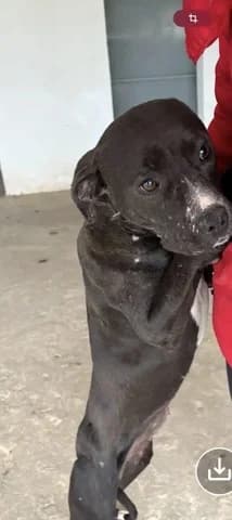 FAIDRA (ΦΑΙΔΡΑ), female Mixed Breed for adoption at Athens