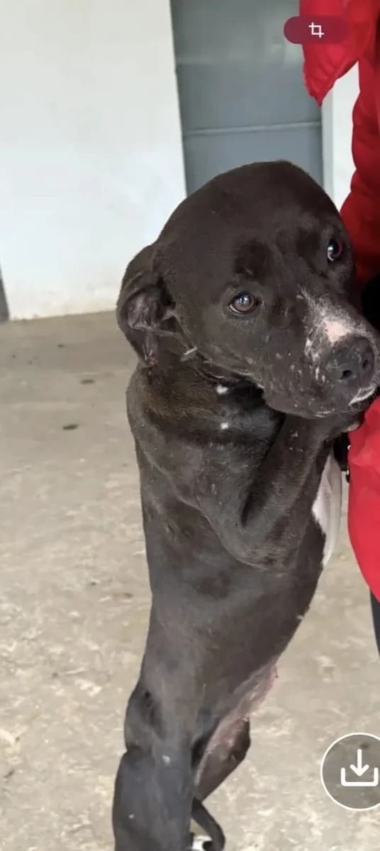 FAIDRA (ΦΑΙΔΡΑ), female Mixed Breed for adoption at Dogs Voice, Athens photo 2