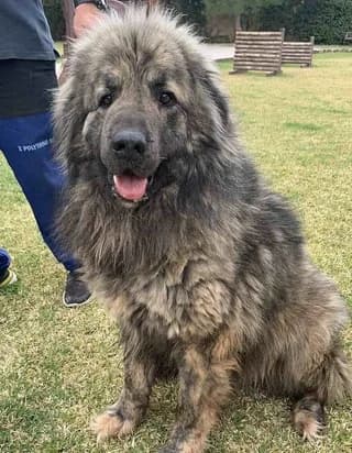 Άris (Άρης), male young Mixed Breed for adoption at Dogs Voice, Athens