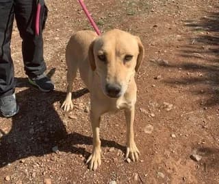 Menta (Μέντα), female 3yo Mixed Breed for adoption at Dogs Voice, Athens