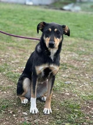 Twix, female young Mixed Breed for adoption at Dogs Voice, Athens