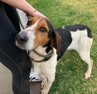 Lucky, male young Mixed Breed for adoption at Dogs Voice, Athens