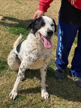 Stratis, male 3yo Mixed Breed for adoption at Dogs Voice, Athens