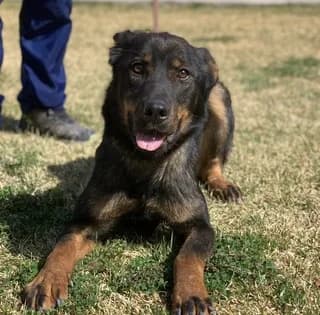 Kori, female puppy Mixed Breed for adoption at Dogs Voice, Athens
