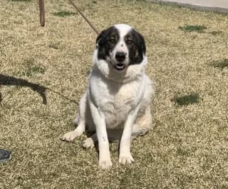 Loyna (Λούνα), female young Mixed Breed for adoption at Dogs Voice, Athens
